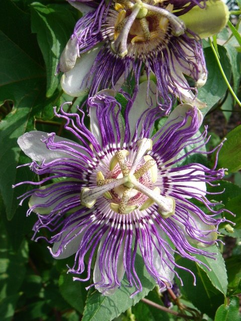 Passiflora incarnata